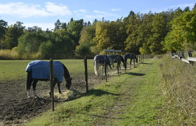 Dykning i hamnen